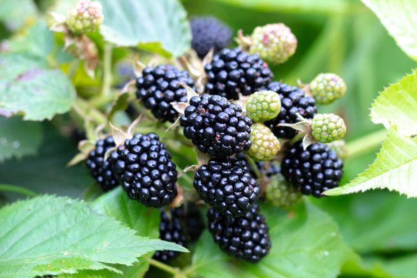 Blackberry Bush Removal in Vallejo