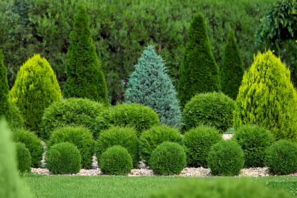 Bush Shaping Service in Vallejo