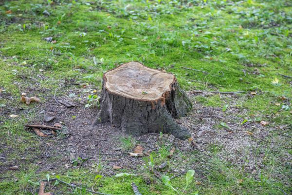 Bush Stump Removal in Vallejo
