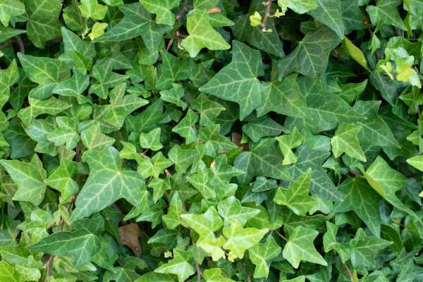 English Ivy Removal in Vallejo
