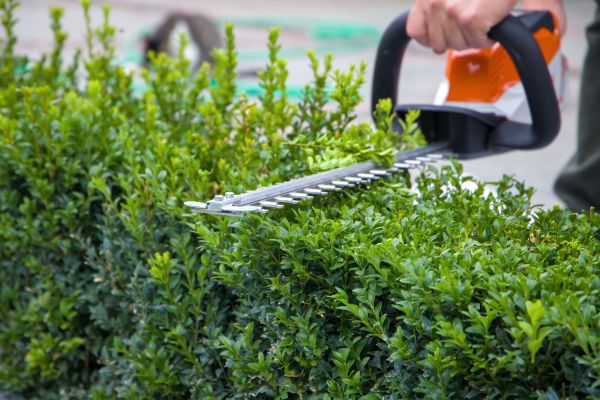 Hedge Pruning in Vallejo