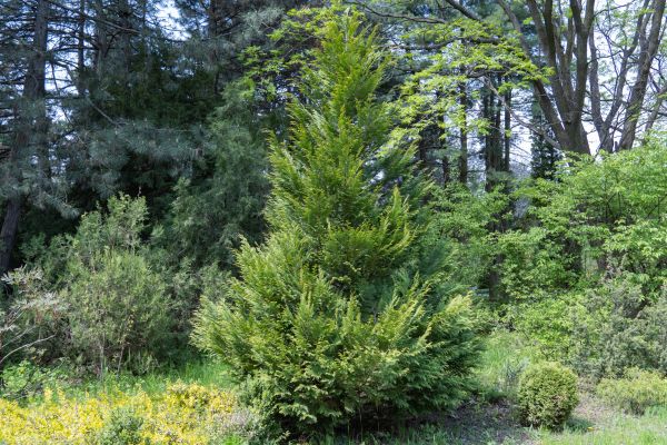 Juniper Pruning in Vallejo