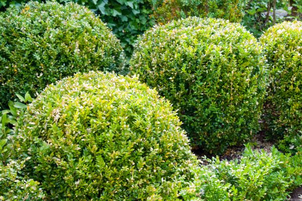 Landscape Trimming Service in Vallejo