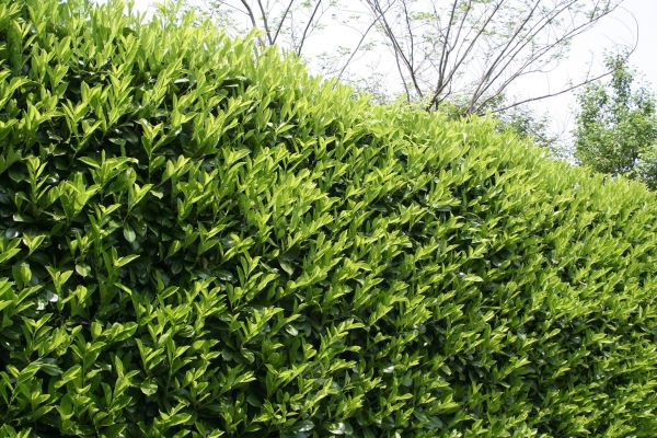 Laurel Removal in Vallejo