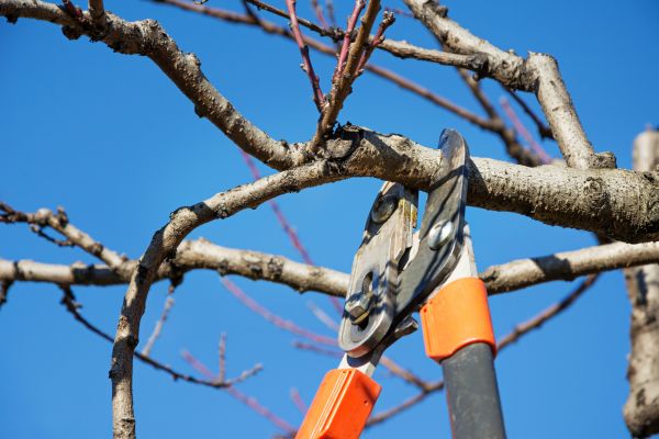 Pruning Service in Vallejo