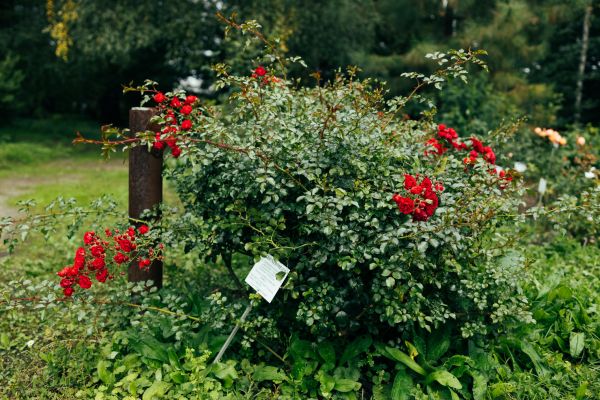 Rose Bush Removal in Vallejo