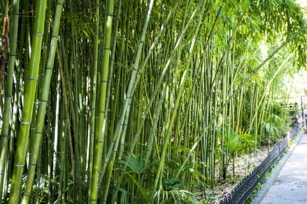 Bamboo Root Removal in Vallejo