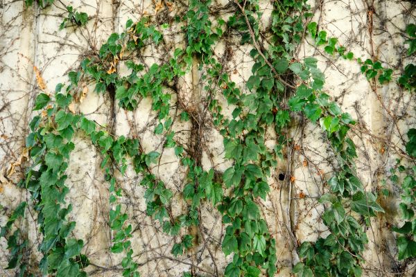 Vine Removal Service in Vallejo