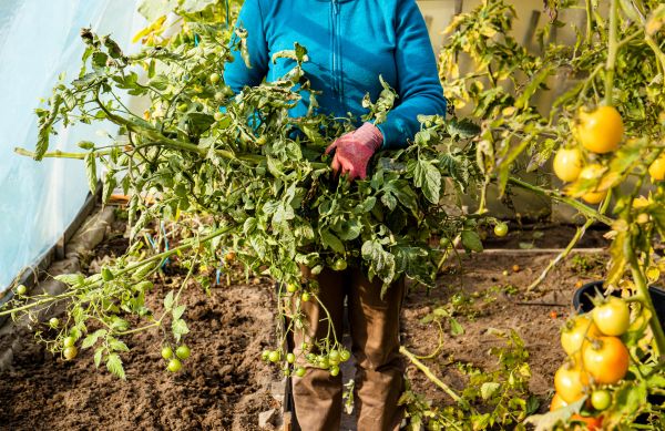 Garden Plant Removal in Vallejo