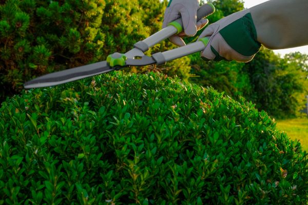 Topiary Shearing in Vallejo