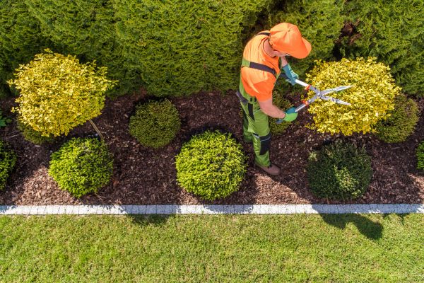Topiary Trimming in Vallejo