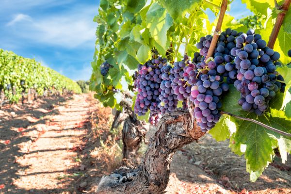 Grapevine Pruning in Vallejo