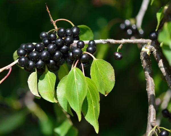Buckthorn Removal in Vallejo