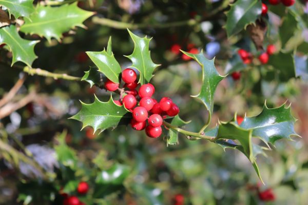 Holly Tree Trimming in Vallejo