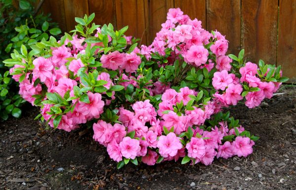 Azaleas Removal in Vallejo