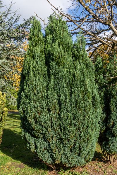 Juniper Trimming in Vallejo