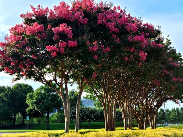 Crepe Myrtle Pruning in Vallejo