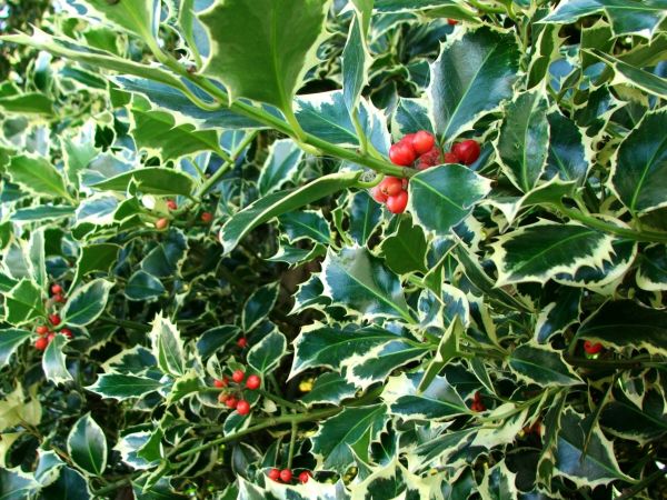 Holly Bushes Trimming in Vallejo