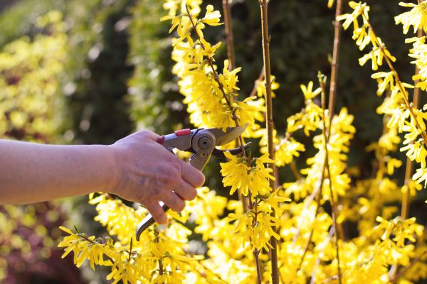 Forsythia Pruning in Vallejo