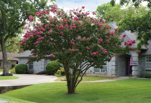 Crepe Myrtle Trimming in Vallejo