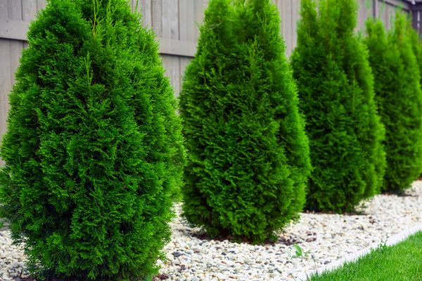 Arborvitae Removal in Vallejo