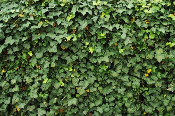 Ivy Pruning service in Vallejo