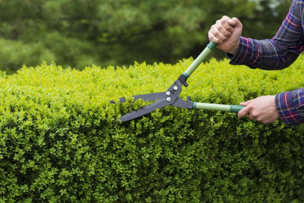 Evergreen Shrub Pruning in Vallejo
