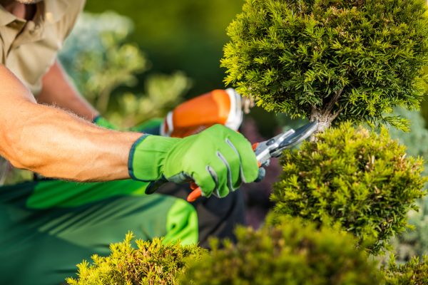 Landscape Pruning Service in Vallejo