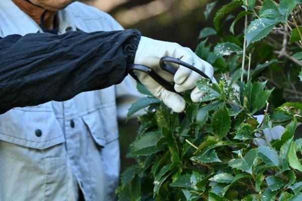 Holly Pruning in Vallejo