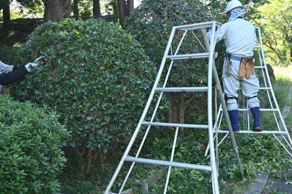 Holly Shaping in Vallejo
