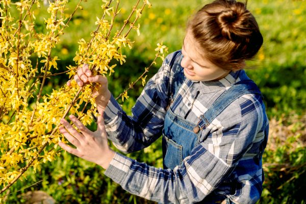 Forsythia Trimming in Vallejo