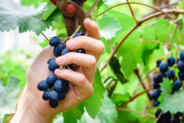 Vineyard Pruning in Vallejo