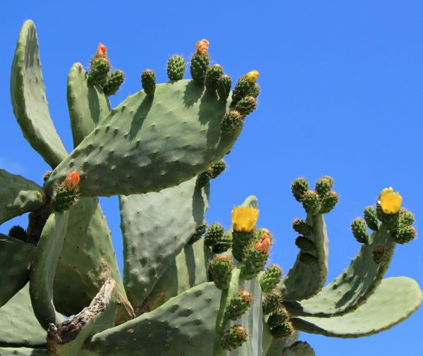 Cactus Removal in Vallejo