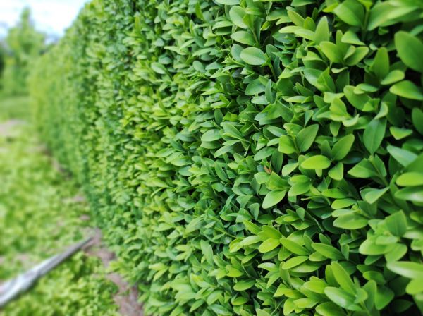 Boxwood Pruning in Vallejo