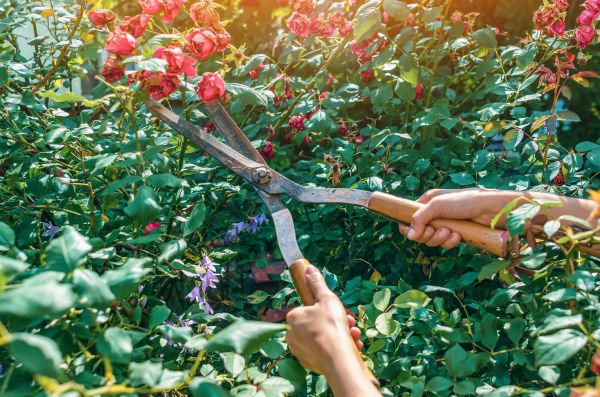 Knockout Roses Pruning in Vallejo