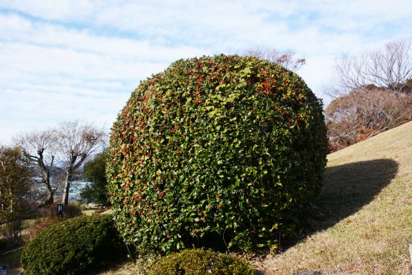 Holly Shrub Pruning in Vallejo