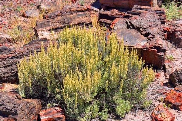 Sagebrush Removal in Vallejo