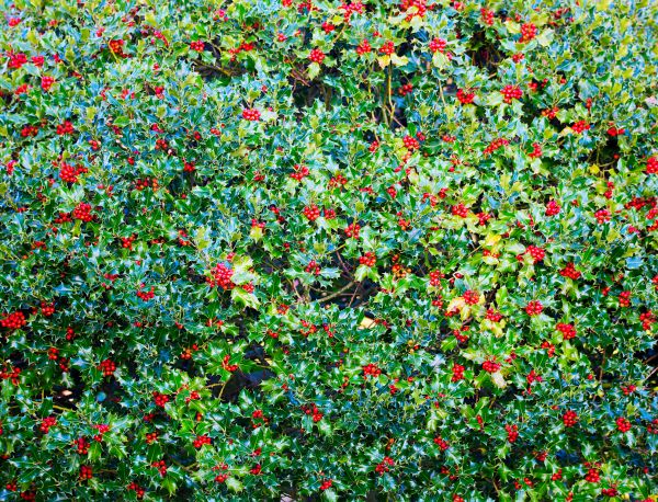Holly Bush Removal in Vallejo