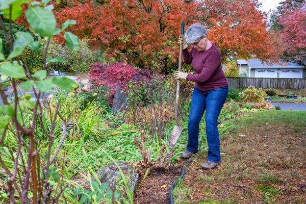 Dead Bush Removal in Vallejo