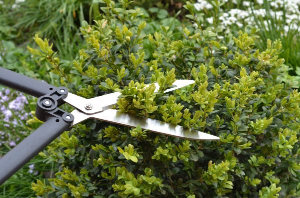 Boxwood Trimming in Vallejo