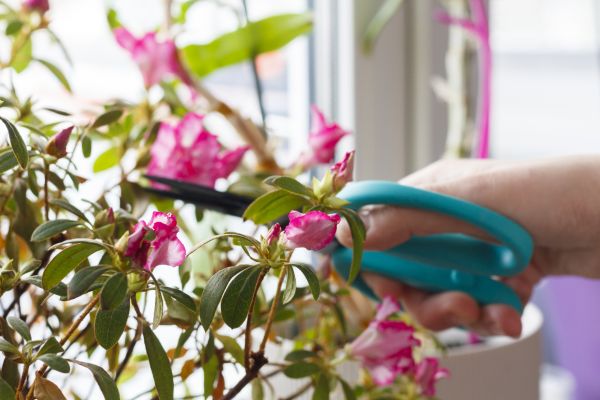 Azalea Pruning in Vallejo