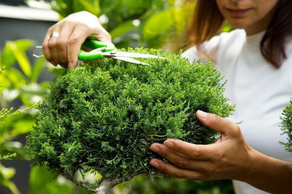 Juniper Shrub Pruning in Vallejo