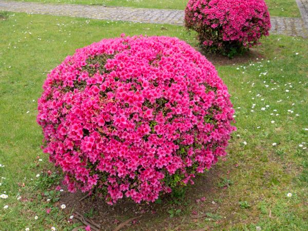 Rhododendron Pruning in Vallejo