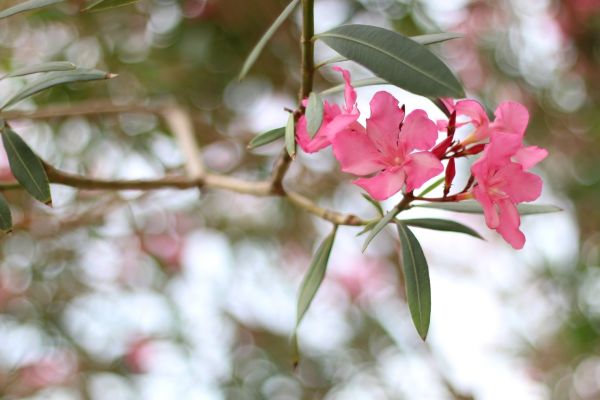 Oleander Removal in Vallejo