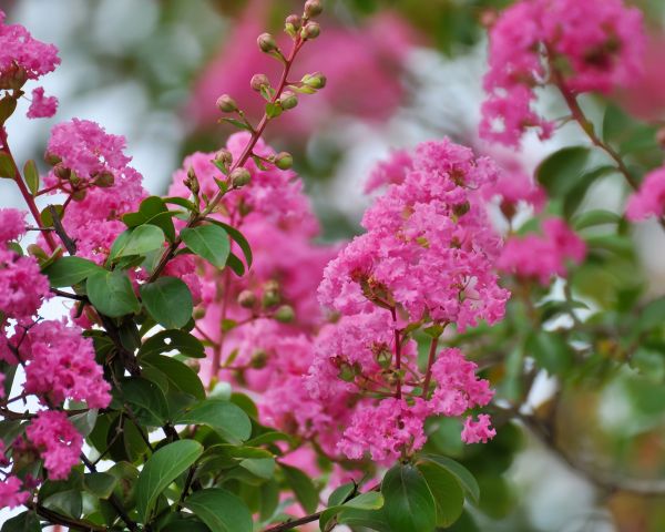 Crepe Myrtle Removal in Vallejo