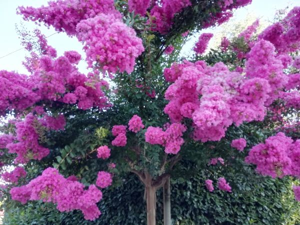 Crape Myrtle Pruning in Vallejo