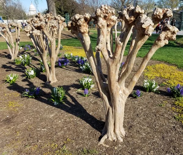 Myrtle Tree Removal in Vallejo