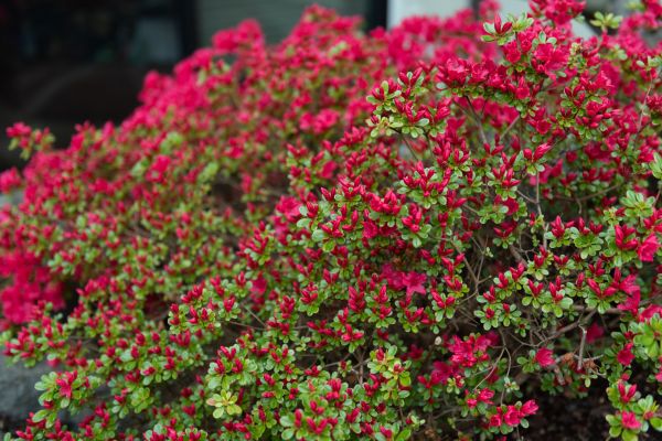 Weigela Removal Service in Vallejo