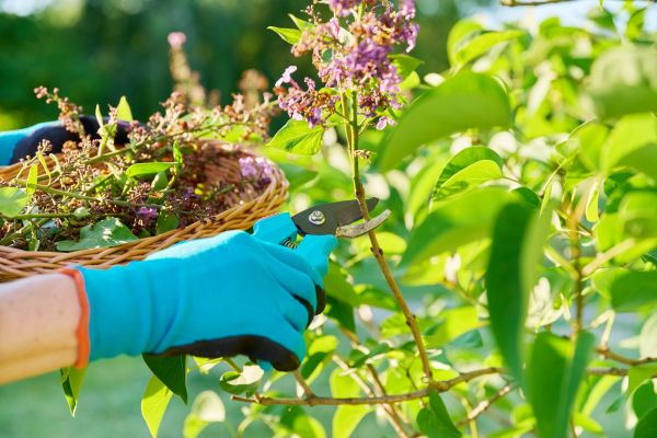Lilac Trimming Service in Vallejo