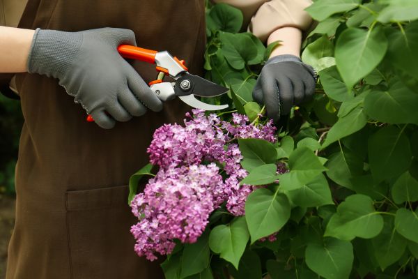 Lilac Pruning Service in Vallejo